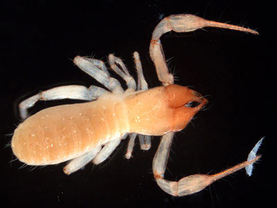 Picture 4 of The creatures in the underworld