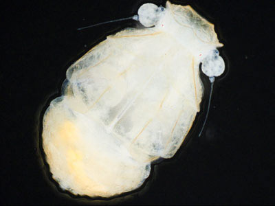 Picture 5 of The creatures in the underworld