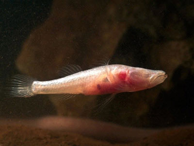 Picture 6 of The creatures in the underworld