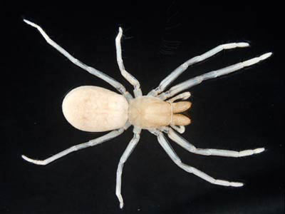 Picture 7 of The creatures in the underworld
