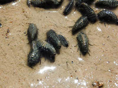Picture 8 of The creatures in the underworld
