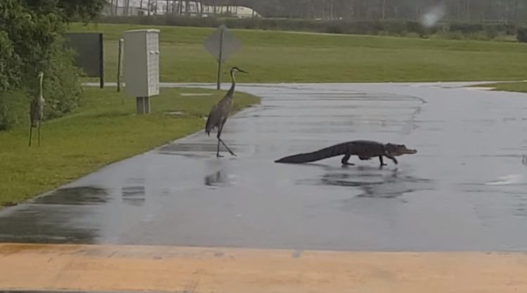 Picture 1 of The crocodile approached the cranes and the unbelievable ending later