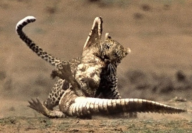 Picture 7 of The crocodile died before the sharp teeth of tigers and newspapers