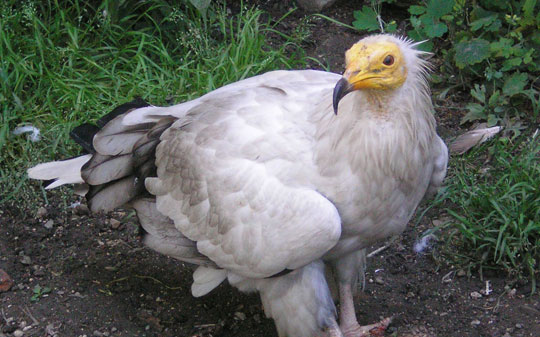 Picture 4 of The 'culinary arts' of the animal world