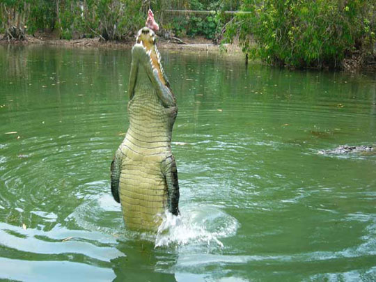 Picture 5 of The 'culinary arts' of the animal world