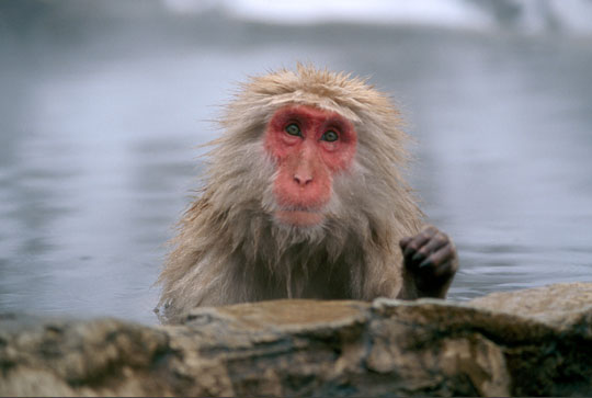 Picture 7 of The 'culinary arts' of the animal world