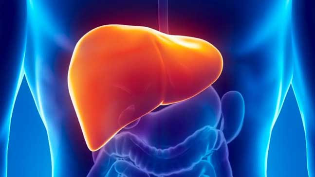 the-culprit-causes-an-increase-in-liver-enzymes