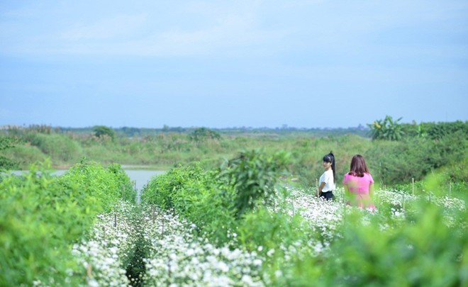 Picture 10 of The daisies signal the winter in Hanoi street