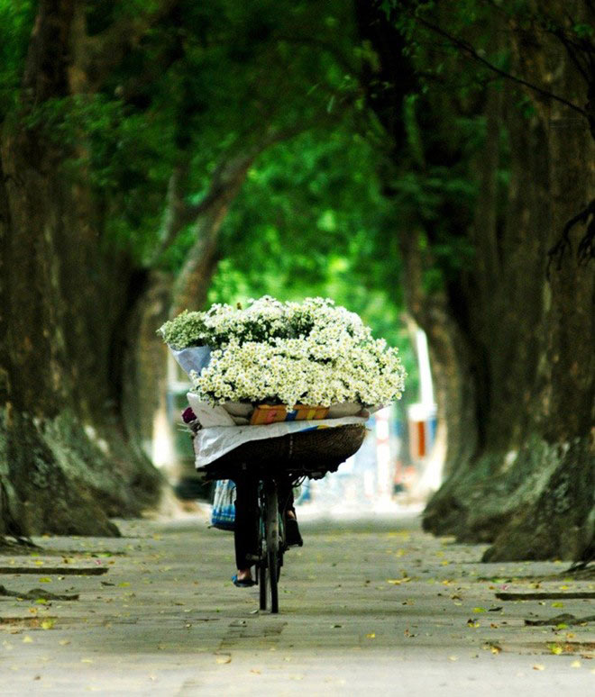 Picture 12 of The daisies signal the winter in Hanoi street