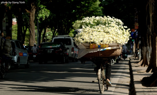 Picture 14 of The daisies signal the winter in Hanoi street