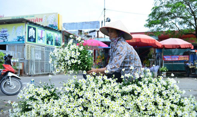Picture 15 of The daisies signal the winter in Hanoi street