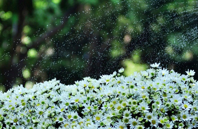 Picture 17 of The daisies signal the winter in Hanoi street