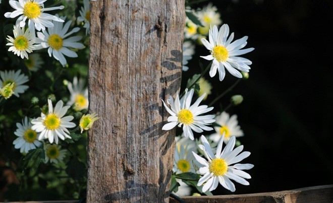 Picture 18 of The daisies signal the winter in Hanoi street