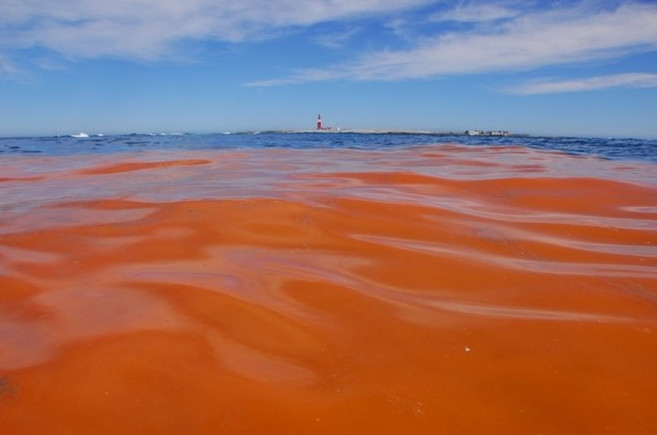 the-danger-of-red-tide