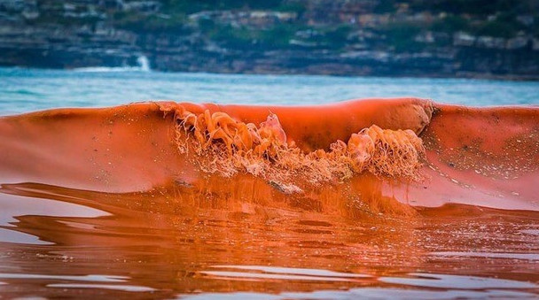 Picture 3 of The danger of red tide