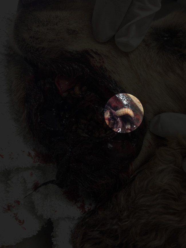 Picture 2 of The dangerous 'carnivorous' parasite has returned and is more beneficial than before