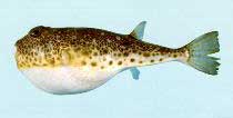 Picture 1 of The dangers from ... the sea
