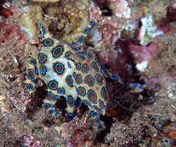 Picture 4 of The dangers from ... the sea