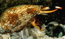 Picture 5 of The dangers from ... the sea