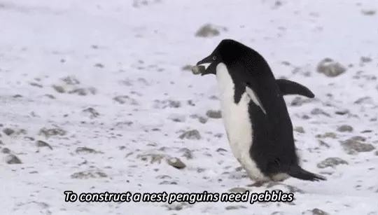 Picture 4 of The dark hidden corner has been hidden for hundreds of years of the cutest animal on the planet