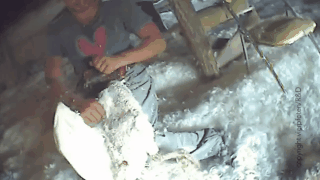 Picture 4 of The dark truth behind the warm winter fur coat