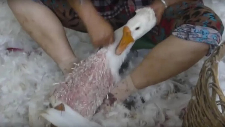 Picture 5 of The dark truth behind the warm winter fur coat
