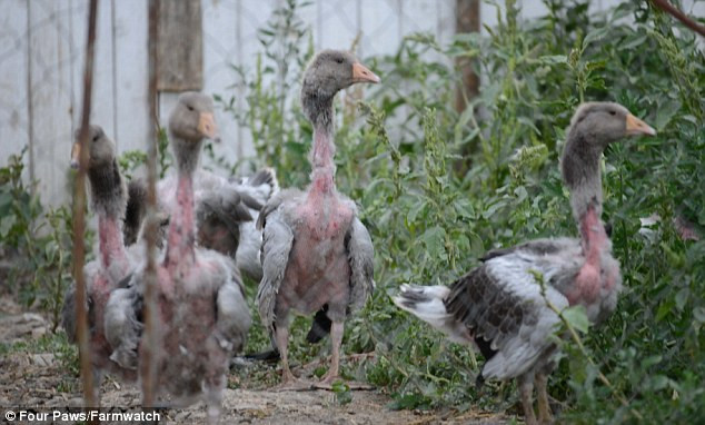 Picture 6 of The dark truth behind the warm winter fur coat