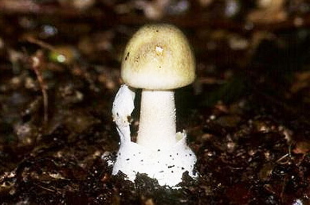 Picture 1 of The deadly attraction in nature