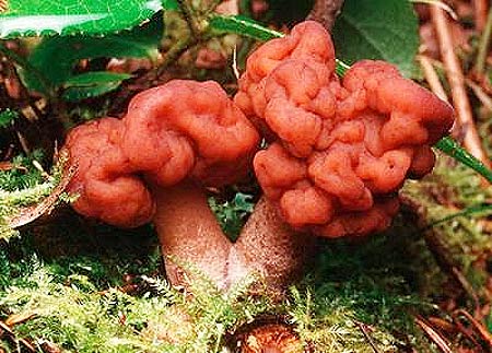 Picture 10 of The deadly attraction in nature