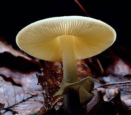 Picture 2 of The deadly attraction in nature
