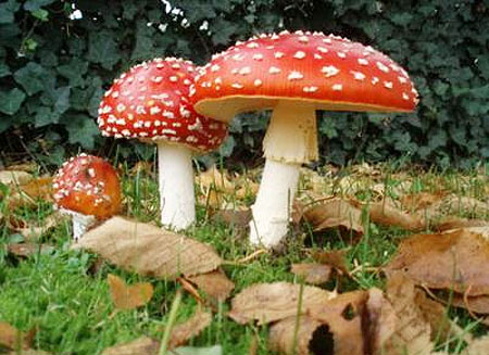 Picture 3 of The deadly attraction in nature