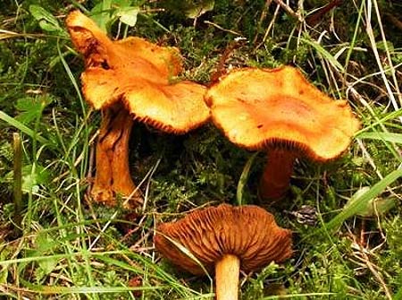 Picture 4 of The deadly attraction in nature
