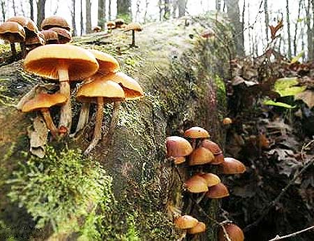 Picture 5 of The deadly attraction in nature