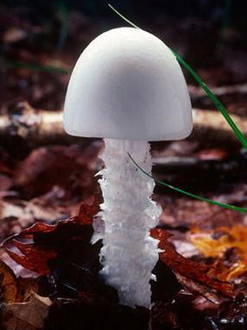 Picture 6 of The deadly attraction in nature