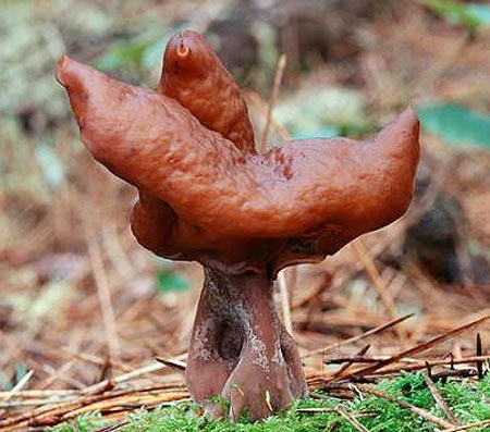Picture 7 of The deadly attraction in nature