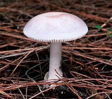 Picture 8 of The deadly attraction in nature