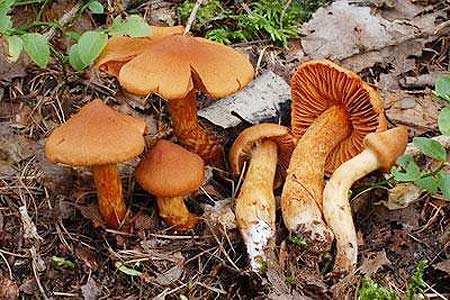 Picture 9 of The deadly attraction in nature