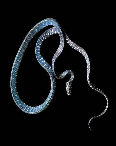 Picture 10 of The deadly curve of poisonous snake snakes