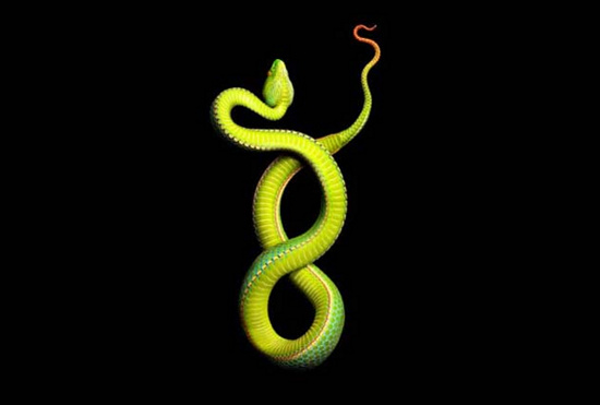 Picture 7 of The deadly curve of poisonous snake snakes