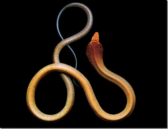 Picture 8 of The deadly curve of poisonous snake snakes