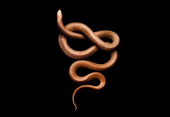 Picture 9 of The deadly curve of poisonous snake snakes