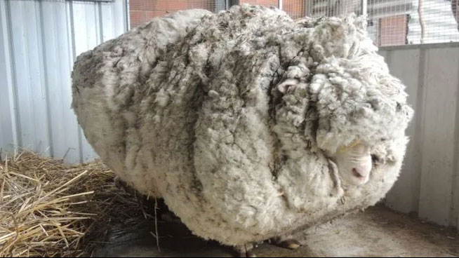 Picture 1 of The death of Chris is famous for being the world's largest fur
