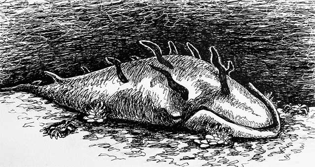 Picture 3 of The death of old whales brings countless benefits to oceans and ecosystems
