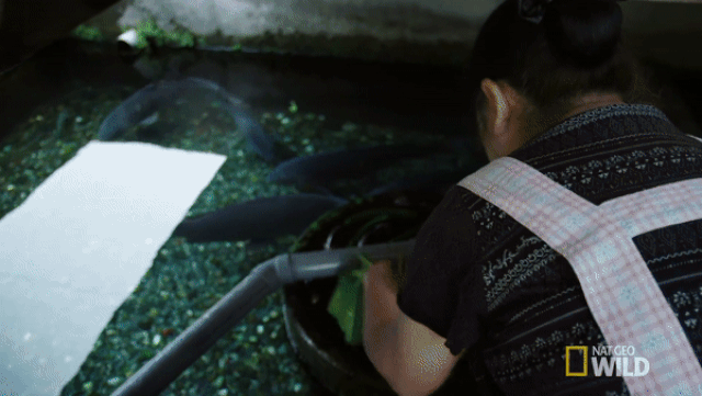 Picture 3 of The 'decoding' of Japanese carp's water filtration system made the whole world admired