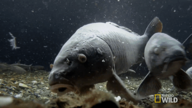 Picture 4 of The 'decoding' of Japanese carp's water filtration system made the whole world admired