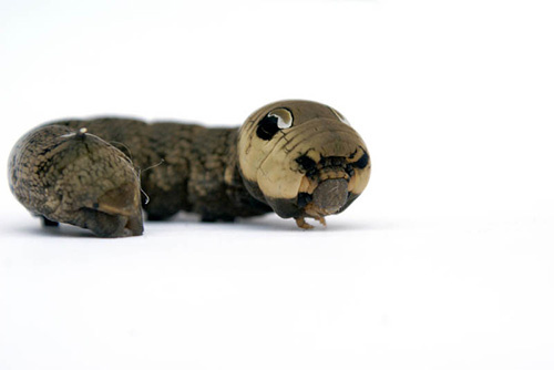 Picture 9 of The 'Deep' is amazingly solid