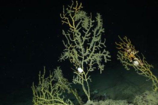 Picture 1 of The Deepwater Horizon oil spill greatly affected coral populations