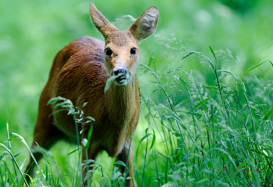 Picture 1 of The deer is worrying in England