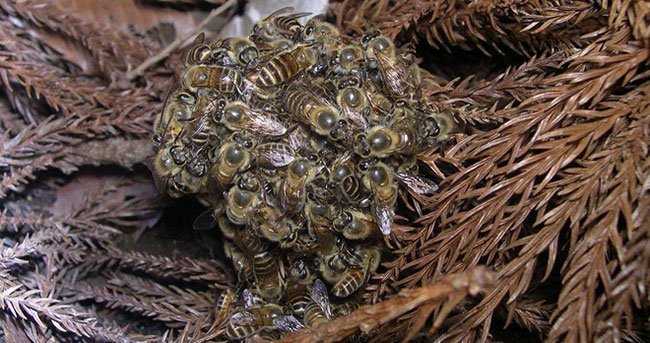 Picture 3 of The defense mechanism of Japanese honey bees makes Asian corn bees away