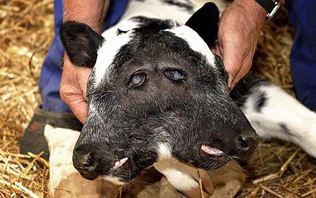 Picture 1 of The deformed calf was born in Belgium
